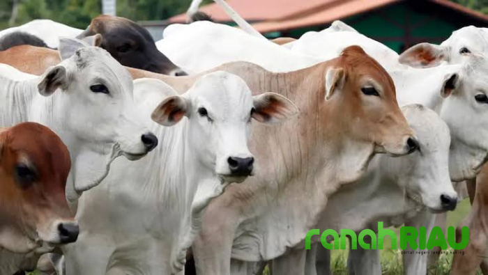 DPRD Kota Pekanbaru desak Pemko pastikan Proses Kurban sesuai tuntunan Agama dan Kesehatan